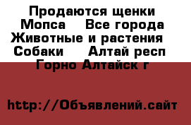 Продаются щенки Мопса. - Все города Животные и растения » Собаки   . Алтай респ.,Горно-Алтайск г.